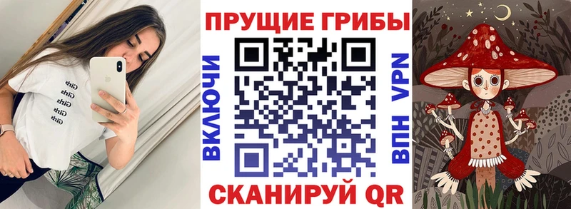 Купить где  Бавлы  Псилоцибиновые грибы GOLDEN TEACHER 